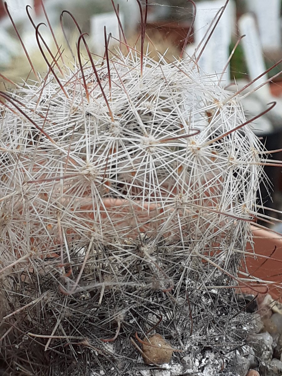 MarjorieSelf1's tweet photo. What on earth has happened here. I've never seen this happen before. Is it rot, although the soil hasn't been watered since September or a bug of some sort?  Does  anyone know please? https://t.co/3T7DNxilu6