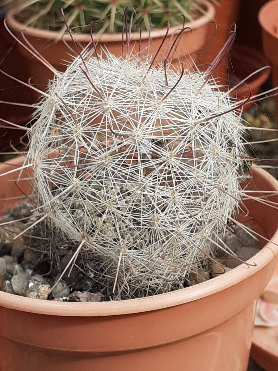 What on earth has happened here. I've never seen this happen before. Is it rot, although the soil hasn't been watered since September or a bug of some sort?  Does  anyone know please?