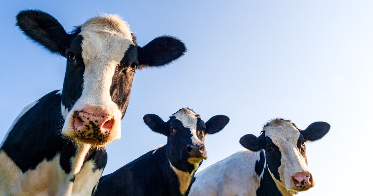 Researchers at UIUC and USP have successfully developed the world's first transgenic cow capable of producing human insulin in its milk: buff.ly/3VlF0XS . Download FTI's tech trends report to learn more about developments in bioengineering and health & medicine.