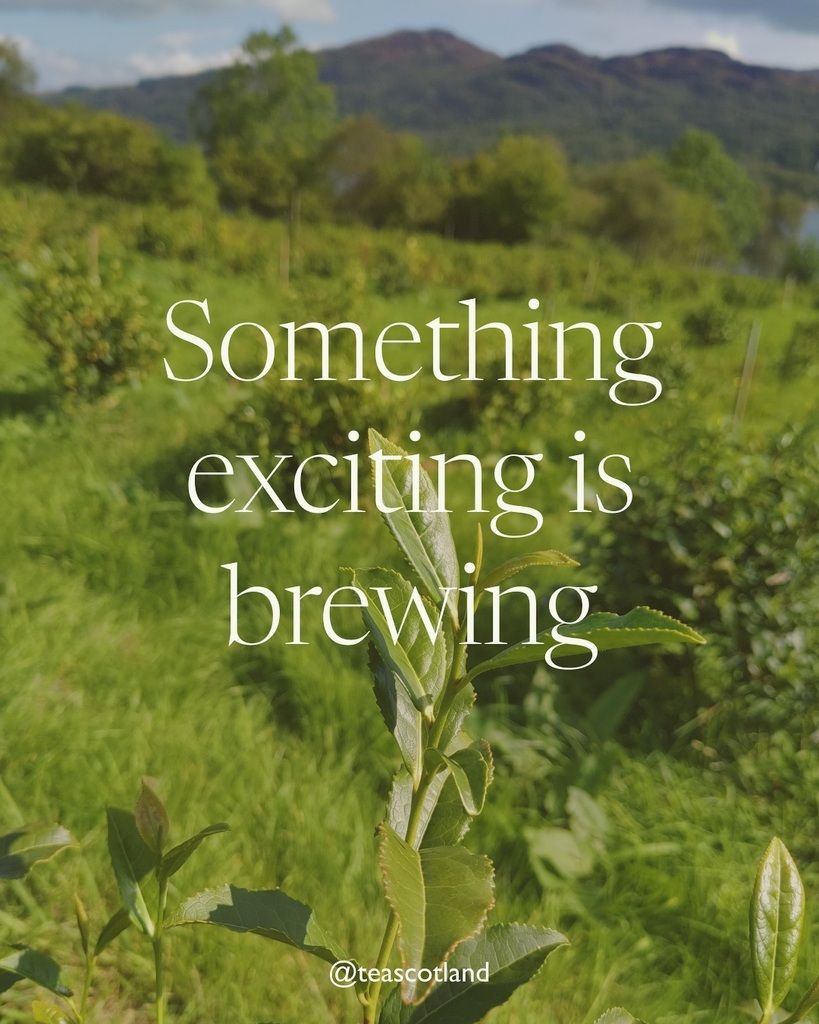 TeaScotland's tweet photo. You may have noticed, but if not, our website is currently down as it’s getting a refresh.

We’ll be re-launching it soon with some fab new features and lots of juicy tea info! 

If you’d like to be among the first to know when it goes live again, please… https://t.co/zqoBfy72tt https://t.co/lCf67nvqbz