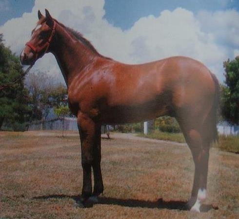 El cruce q dio origen a MY OWN BUSINESS (el mejor caballo venezolano de la historia) fue por casualidad. Su madre parió en 1996 de General Slew e iba a ser servida nuevamente por éste, pero el caballo sirvió otra yegua en la mañana y para no perder el celo se cambió por Voyageur.
