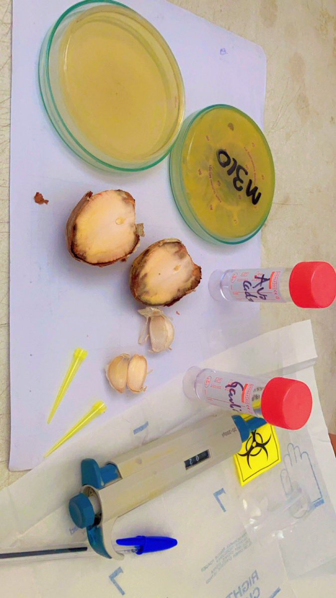 HerbalistChief's tweet photo. A renowned Scientist tested my tweet in his lab to prove whether what I’ve been posting is true or not. 

These were his findings upon testing the minimum concentration of avocado pear seed and garlic plant extracts against candidiasis fungi. 

Nature heals. Thanks @bryte_bell https://t.co/qAC3u2xmof