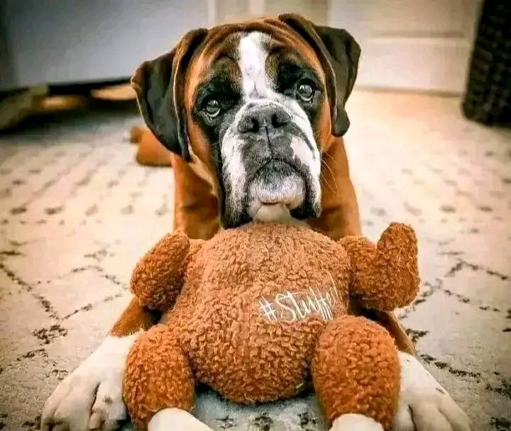 Real_boxerdog's tweet photo. Beautiful❤️❤️
.
.
.
Follow @Real_boxerdog   for more cute puppies dog photo and video
.
.
.#boxer #boxerdog #dog #boxerlove #wildlife #viralvideo #TrendingNow #FIFAWomensWorldCup2023 #intimatevideo #XTwitter https://t.co/gLonJMaKNy