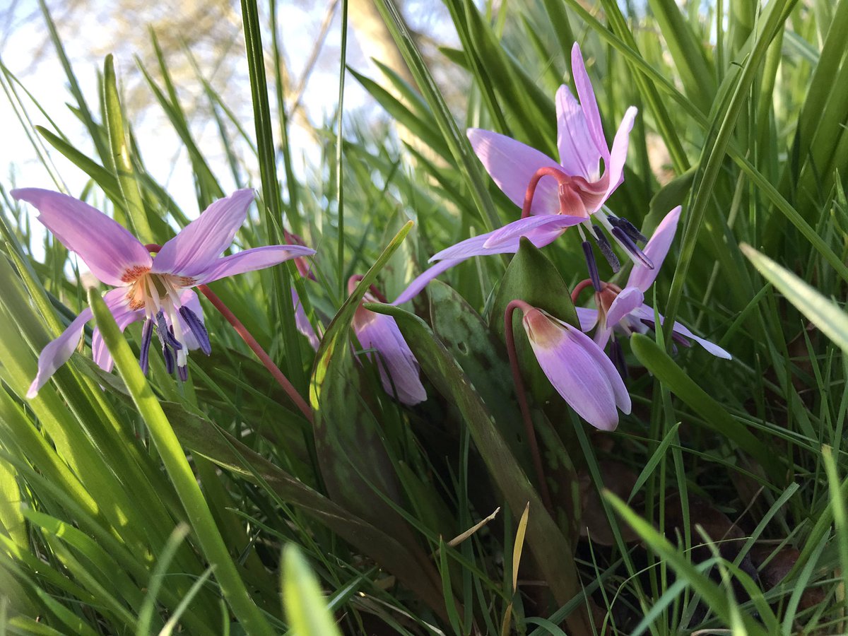 This dogs tooth violet appears every year.  It grows amongst the daffodils and is the only one in the garden.  Another sign of spring coming 🌱