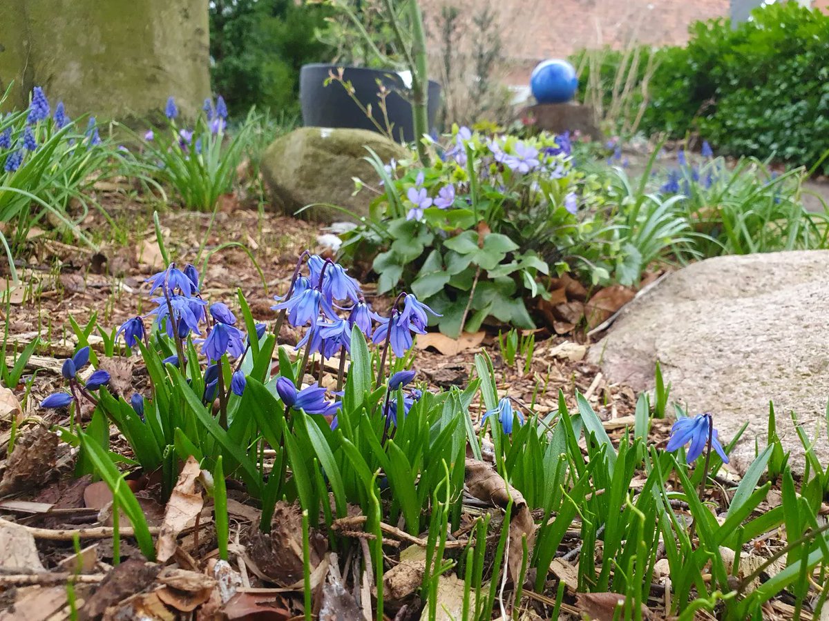 ParadiesMaag's tweet photo. Vor etwa 3 Jahren habe ich ein blaues Waldgartenzimmer angefangen. Hier blühen nun Leberblümchen, Blausterne, Balkan-Windröschen, Traubenhyazinthen, Hyazinthen, Lungenkraut und kriechender Günsel zwischen Farnen und einem hell grünen Japanischem Fächerahorn. https://t.co/i87Ge0QctW
