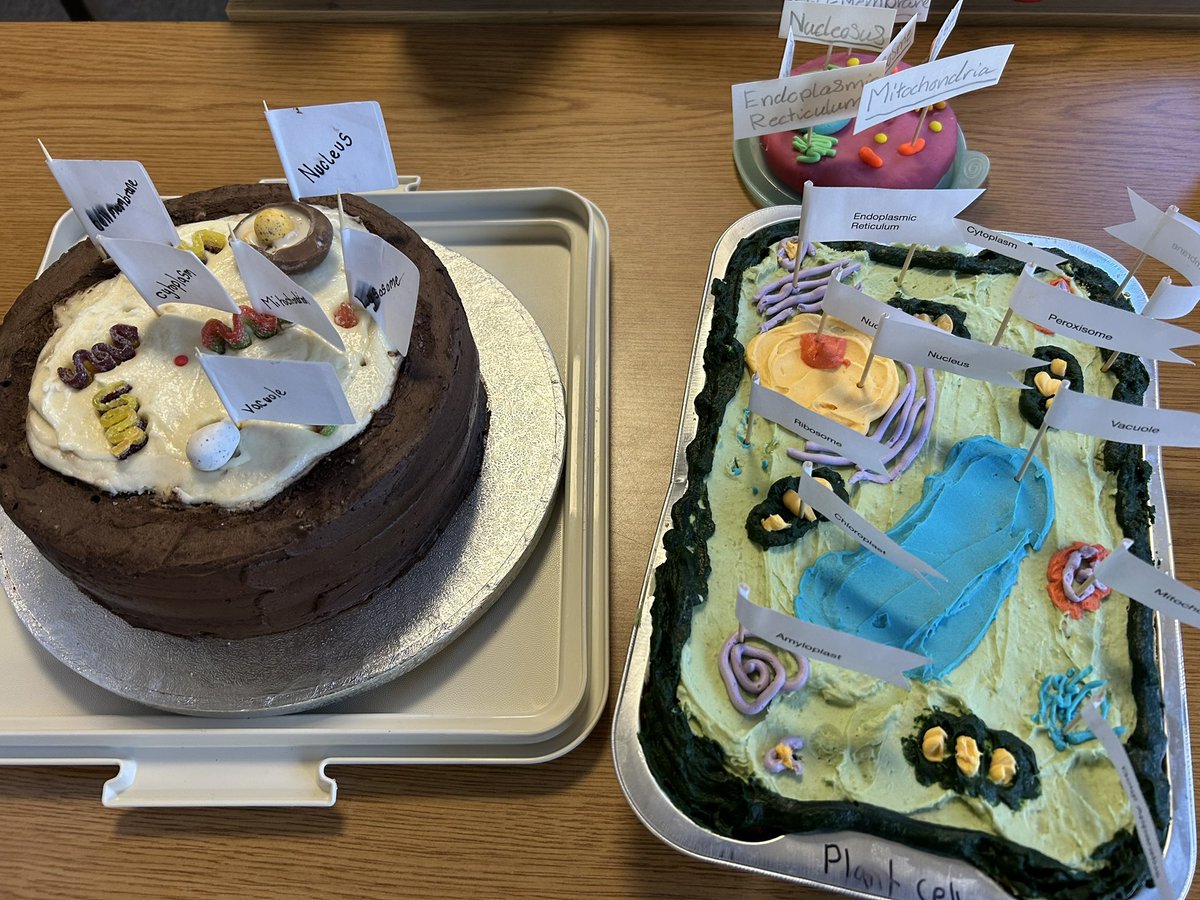 AlfordScience's tweet photo. 1E brought in Cell Models today. Some had made cells in minecraft. Some had made them from play dough, &amp; some had made them from cake. After going outside to measure the time for sound to travel 100m, the class enjoyed some of the baked goods. A end to Friday. https://t.co/5JzmbUr4Pc