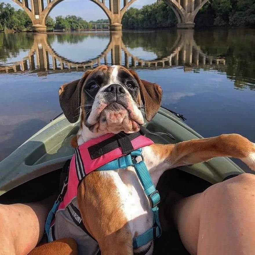 Boxer_heave65's tweet photo. Adorable😍❤️❤️
.
.
.#boxer #boxerdog #dog #boxerlove #wildlife #viralvideo #TrendingNow #FIFAWomensWorldCup2023 #intimatevideo #XTwitter https://t.co/2SQpcgemHn
