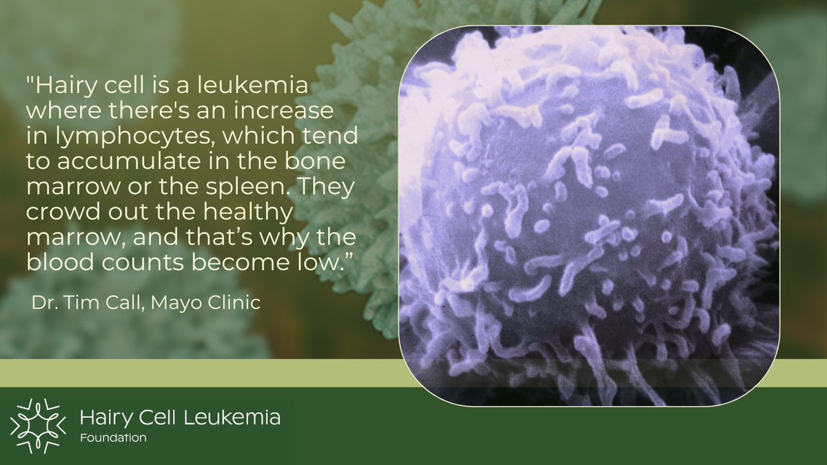 HCL cells build up in the bone marrow and spleen, leading to low normal blood counts and higher infection risk. In a recent webinar, Dr. Tim Call discussed a case where pneumonia presented first and HCL was ultimately diagnosed. Learn more at: hairycellleukemia.org/february-2024-…