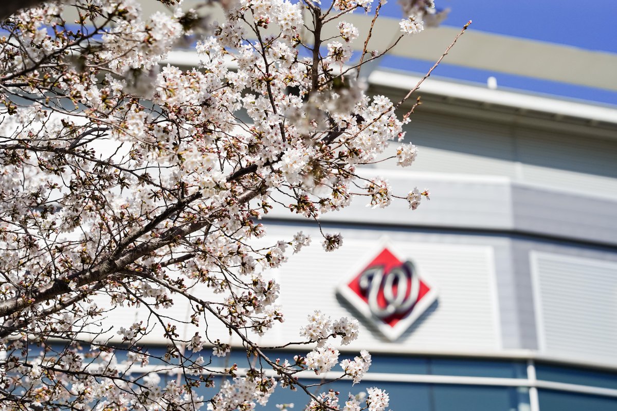 Nationals's tweet photo. bloom goes the dynamite 🌸⚾️ https://t.co/JkwUqfIwfg