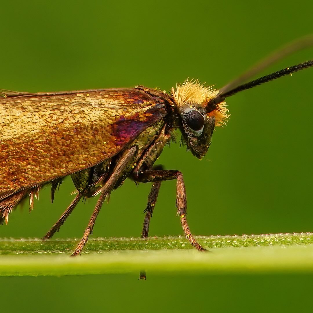 Thorben Danke (@sagaoptics) on Twitter photo Marsh marigold moth, micropterix calthella. A real punkhead😎I discovered up to six of these moths in a single Ranunculus acris flower. These moths do not have a proboscis but actually have mandibles. Have you ever been bitten by a butterfly?
#micropterixcalthella #urmotte Marsh marigold moth, micropterix calthella. A real punkhead😎I discovered up to six of these moths in a single Ranunculus acris flower. These moths do not have a proboscis but actually have mandibles. Have you ever been bitten by a butterfly?
#micropterixcalthella #urmotte