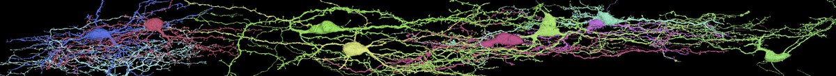 darbly's tweet image. If you're at CSHL Neuronal Circuits, check out Wangchu Xiang's poster (#144):
"Architecture of sensory neurons and circuits in the spinal cord" at 4:30p today!