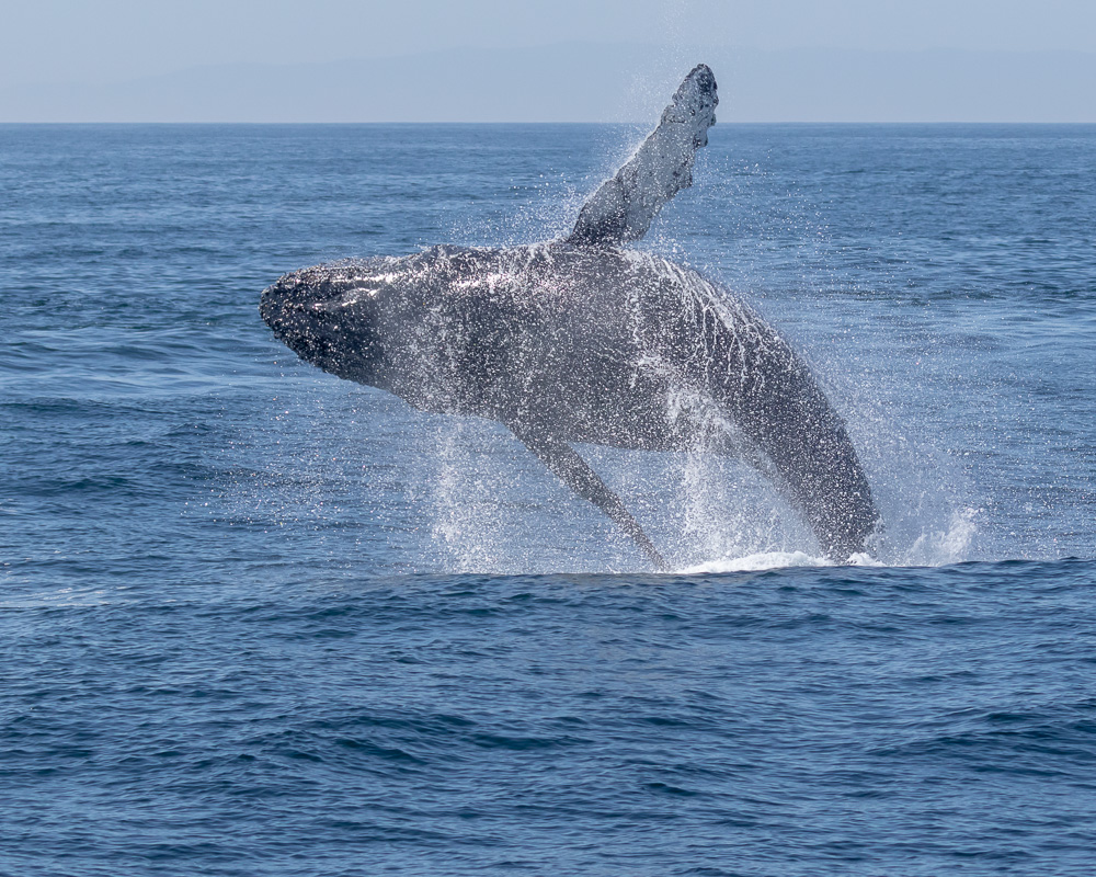 DYK? 😱 Whale Watching out of Oxnard in the Santa Barbara Channel is recognized as a Whale Heritage Area? Check out this LA Times article and learn why you should add this to your bucket list! 🐳--> latimes.com/travel/newslet…