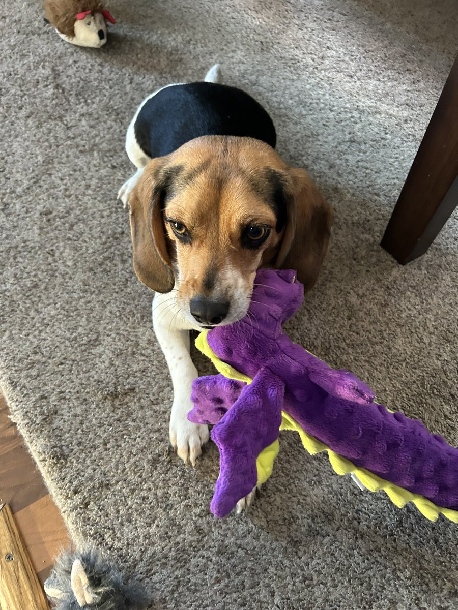 Hanging out with my dragon on this cold snowy spring day!🐶🐉❄️🌷 #beagle #dogs #dogcommunity #dogsoftwitter #dogsofX #HappyFriday #FridayFun #friyay