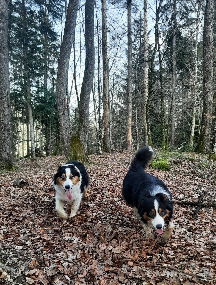 PetraVeber's tweet photo. @taborjeva Ej 🌶, sem se ravnokar podil po gozdu s prijateljico. Oba te pozdravljava, Whiskey &amp; Kira 🐾 https://t.co/jnopxaWdE8
