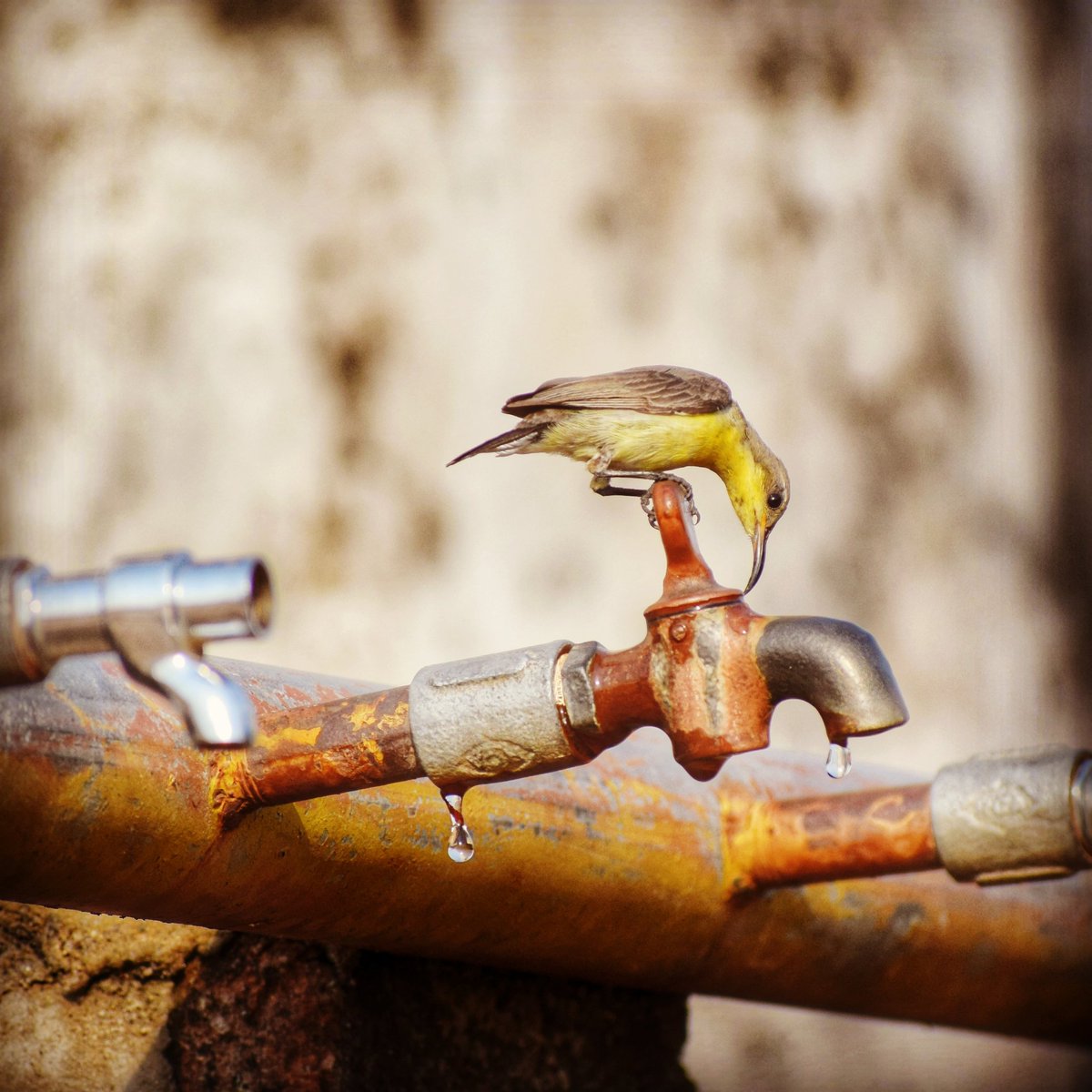 We must act upon the realisation that water is not a resource to be used and competed over – it is a basic right, intrinsic to every aspect of life on this planet.
📸 Purple Sunbird at Ranipur Jharial

#WorldWaterDay #IndiAves #ThePhotoHour #WorldWaterDay2024