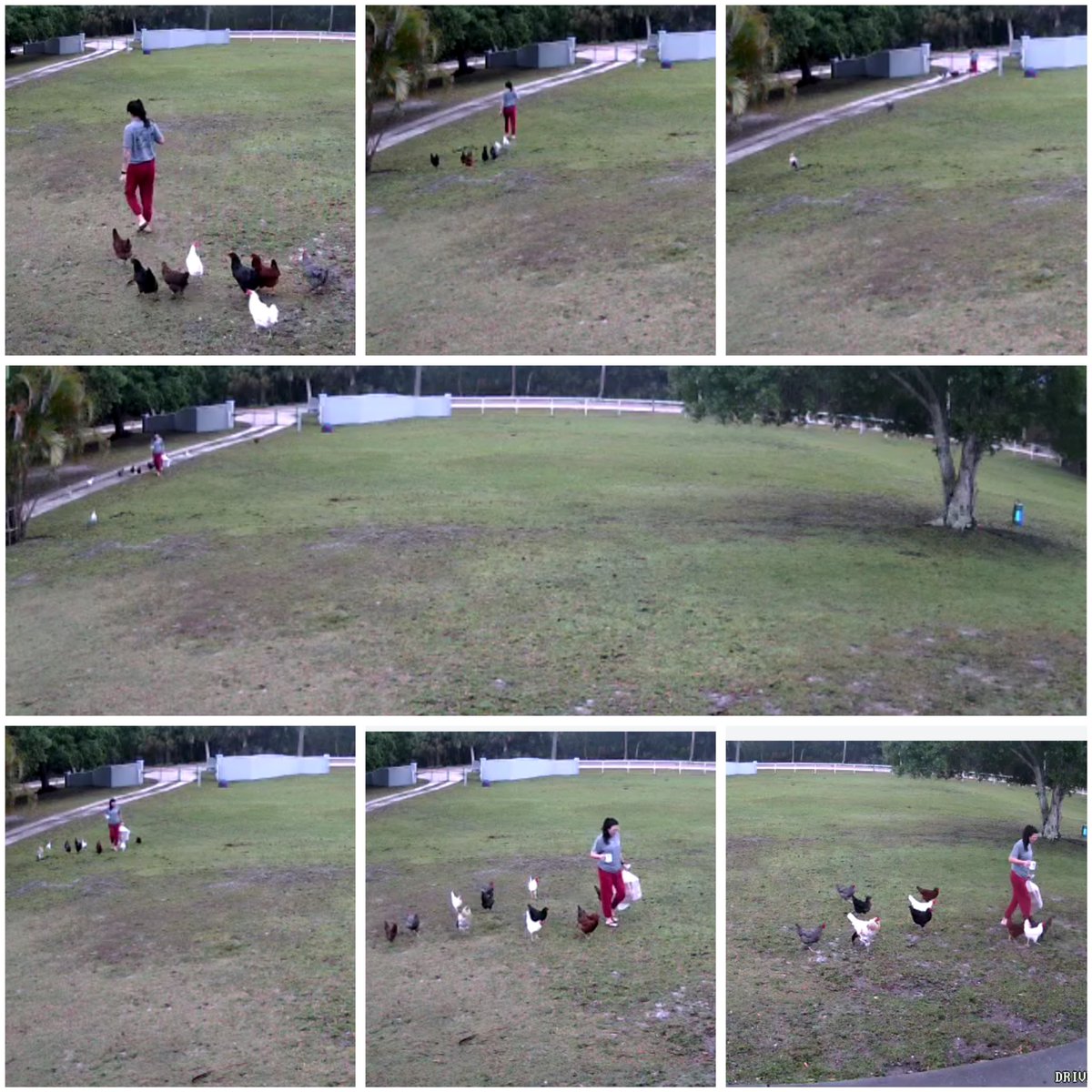 CatDB321's tweet image. Happy Friday! 
Just checking the mail with my coffee in hand .. and chickens in tow. 🙋🏻‍♀️

#floridachickens #chickensofx #chickenmom #brownfamfarm #crazychickenlady