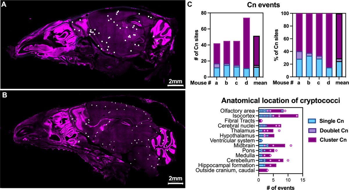 Cryptococcus neoformans invades the murine brain by escaping from airways and breaching the blood-brain barrier, followed by engulfment by microglia. @Ness_Francis88 @fungalhyphae @ACasadevall1 @Emma_BCC @caipcoelho #mBio journals.asm.org/doi/10.1128/mb…