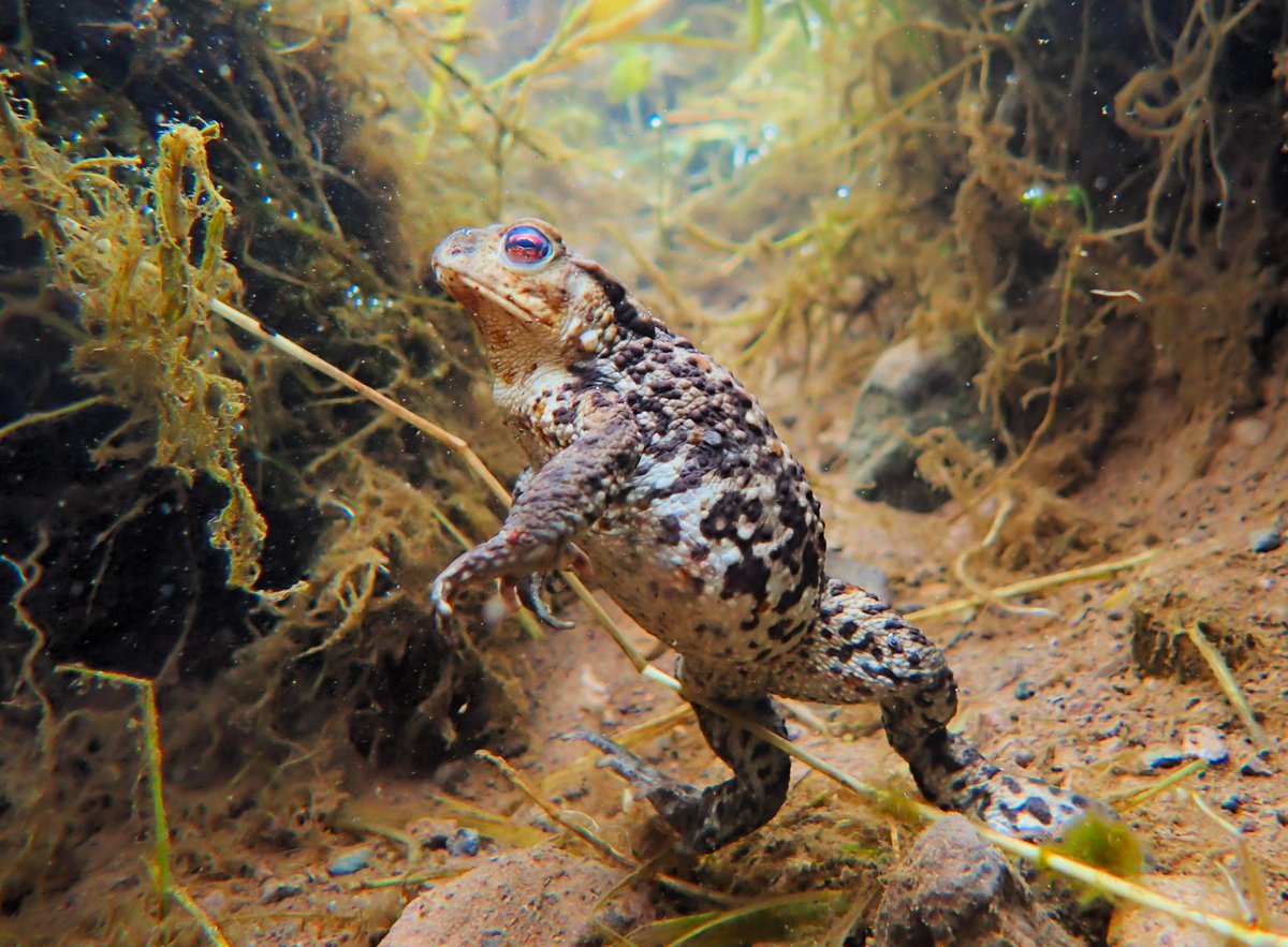 Tis the season of the mating toads – and in a crystal-clear #Ochils pond in #Clackmannanshire , a wee dip under the water brought a close encounter with this amorous amphibian