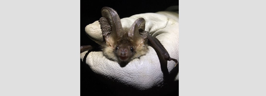 Fancy coming face to face with these little fellas?

Join us for a guided bat walk through the beautiful Millhouses Park in #Sheffield led by an experienced ecologist &amp; member of South Yorkshire Bat Group.

Members, non-members &amp; children 7+ welcome

womeninproperty.org.uk/branches/yorks…