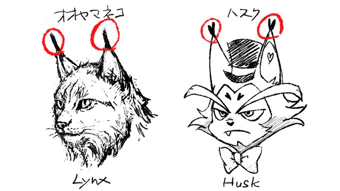 この耳先の毛リンクスティップ(Ear Tufts)というのね 