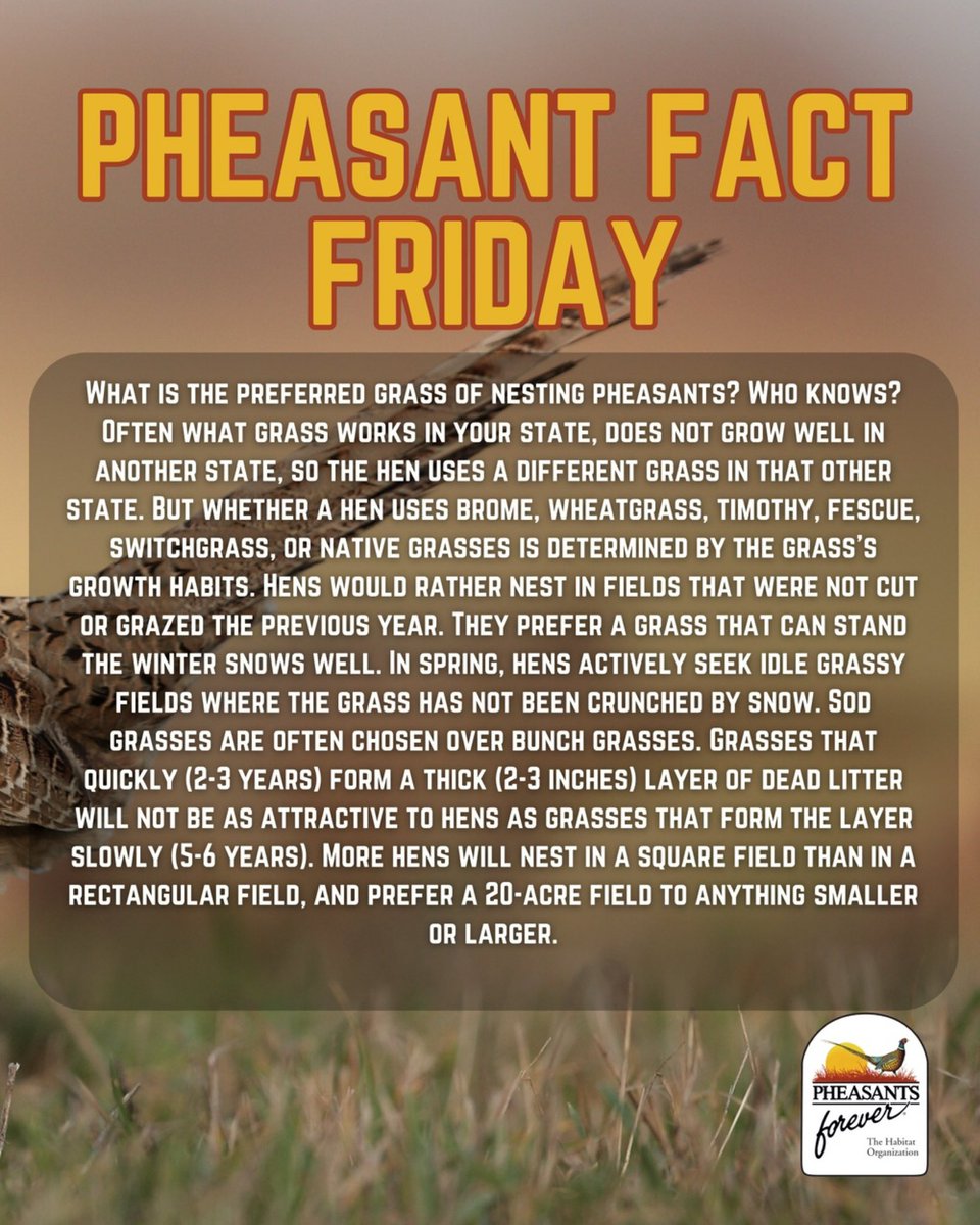 pheasants4ever's tweet photo. Pheasant Fact Friday!💡

What is the preferred grass of nesting pheasants? Who knows?  Often what grass works in your state, does not grow well in another state, so the hen uses a different grass in that other state. But whether a hen uses brome, wheatgrass, timothy, fescue, switchgrass, or native grasses is determined by the grass’s growth habits. Hens would rather nest in fields that were not cut or grazed the previous year. They prefer a grass that can stand the winter snows well. In spring, hens actively seek idle grassy fields where the grass has not been crunched by snow. Sod grasses are often chosen over bunch grasses. Grasses that quickly (2-3 years) form a thick (2-3 inches) layer of dead litter will not be as attractive to hens as grasses that form the layer slowly (5-6 years). More hens will nest in a square field than in a rectangular field, and prefer a 20-acre field to anything smaller or larger.

#pheasantsforever #pheasants #pheasantfactfriday
