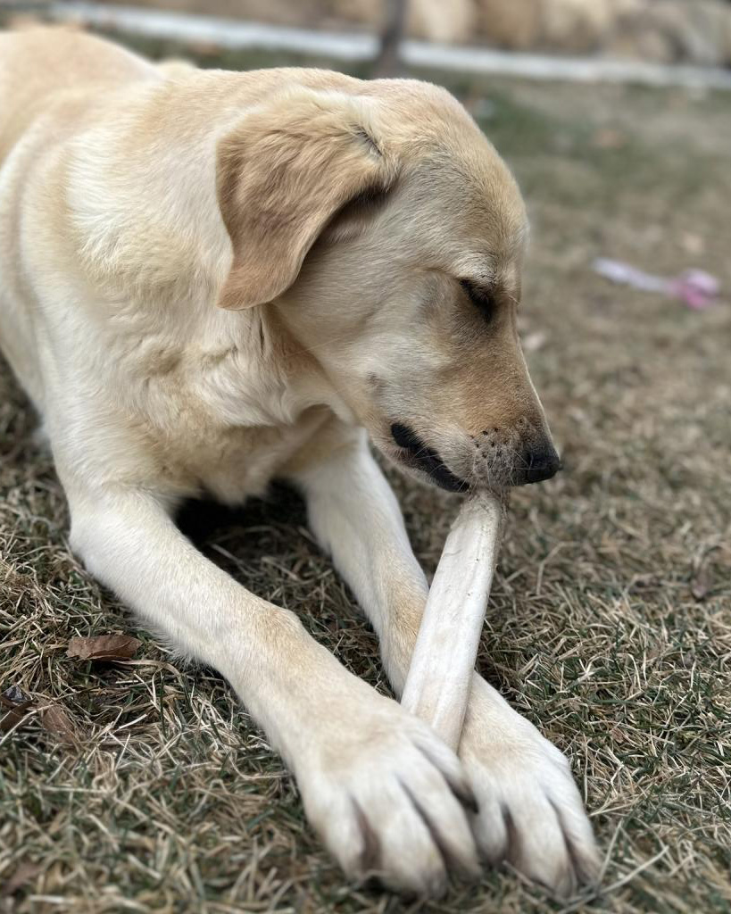 For Jango, home is wherever you are! 💜 At 7-years-old, our @MountainAmerica Pet of the Week has wisdom far beyond his years and the sweetest soul to share with you 🐶 Darling, won't you take Jango home? Read all about him at utahhumane.org/adopt 🏡