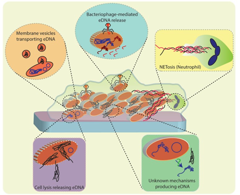 ASMicrobiology's tweet photo. What does extracellular DNA (eDNA) do in bacterial biofilms? 🧬The answer could inform strategies to combat biofilm-related infections. This #JBacteriology review explores the origins &amp; functions of eDNA, &amp; its significance in bacterial pathogenesis. https://t.co/CKSw4B5J6i https://t.co/b7XZzWwJtW