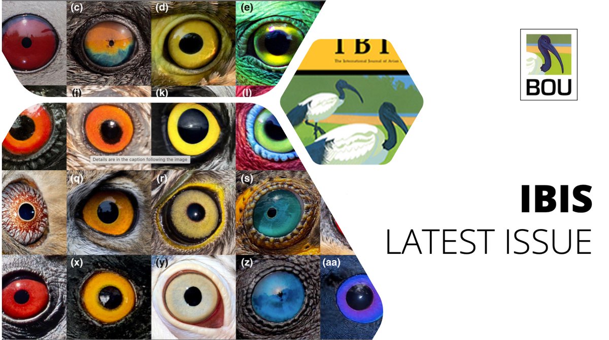 In the LATEST ISSUE of <a href="/IBIS_journal/">BOU 👩🏻‍🏫👨🏿‍🏫🧕🏽👳🏽‍♂️ 🌈</a>

The mechanistic, genetic and evolutionary causes of bird eye colour variation | doi.org/10.1111/ibi.13…

<a href="/eamon_corbett/">Eamon C. Corbett</a> <a href="/robb_brumfield/">robb</a> <a href="/brantfaircloth/">brant faircloth</a> | #ornithology
