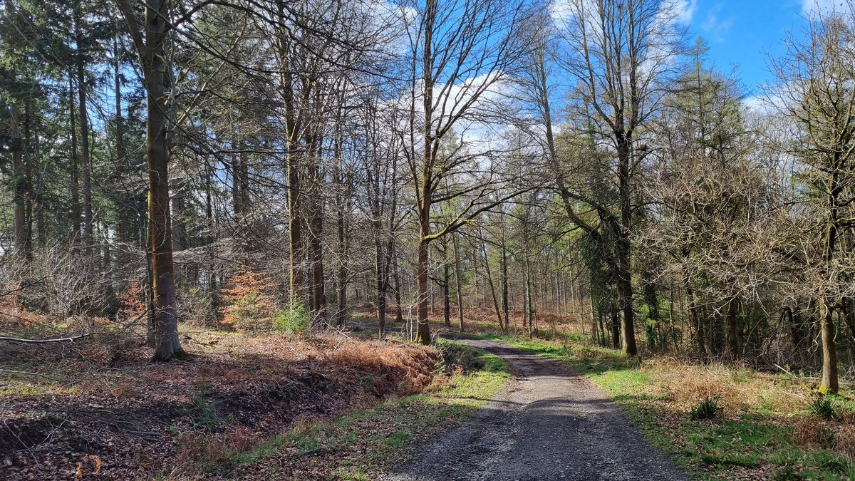 Pleasant couple of hours around Eyemore Wood and Trimpley Res. Quietish bird wise. Woods incl. 20+ Siskin flock feeding, Nuthatch, 3+ Coal Tit, Goldcrest, GSW, Buzzard swooping thru, plenty of Chiffs singing and calling. Only 7 Cormorants and 3 GCGs braving a blustery reservoir.