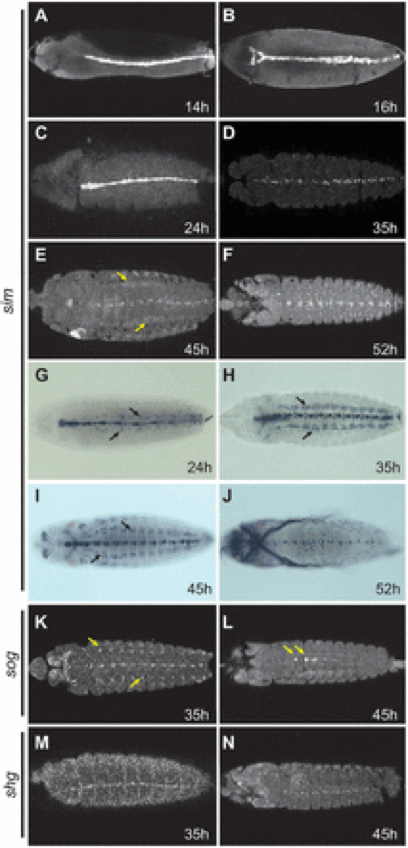 This week’s #FluorescenceFriday #onlywithHCR spotlight is on Marc Halfon! #HCRimaging enabled <a href="/MarcHalfon/">Marc Halfon</a> to obtain more accurate results (over those obtained from traditional whole-mount ISH techniques), as he and his team were able to prove using orthogonal methods like