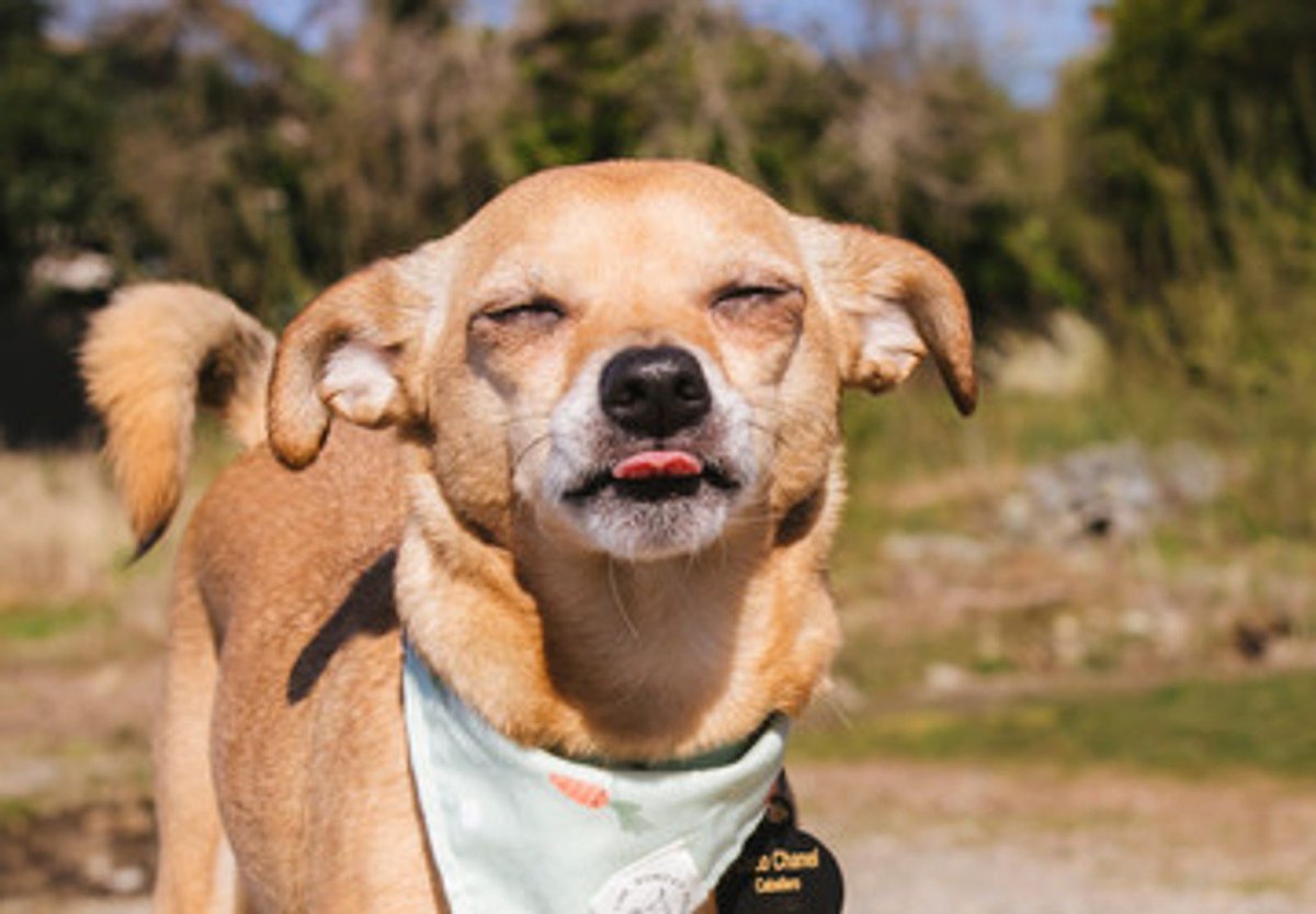 SarahShipyard's tweet photo. #RUFF
https://t.co/oO36IucoJK https://t.co/RqVEX1TcjK