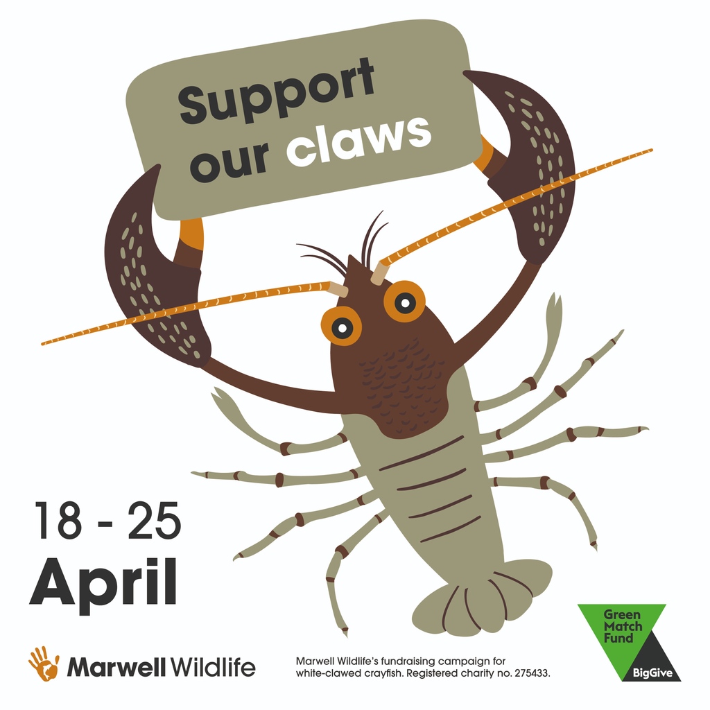 Save the date: 18-25 April 2024 📅 Read more: bit.ly/3PtXBx6 We’re taking part in the @‌BigGive Green Match Fund & we hope to raise £10,000 for a white-clawed crayfish breeding centre. We’ll share the link to donate when it's live. #WorldWaterDay #GreenMatchFund