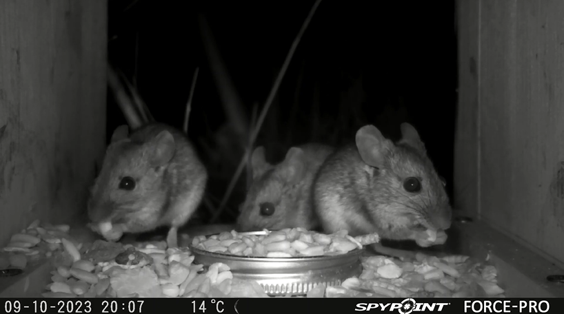 Caught on camera! Over the winter, trail cameras were installed at #LowerSmiteFarm to monitor the wonderful wildlife on site. In this guest blog, volunteer Lesley discusses the mammals who paid a visit 👇 
worcswildlifetrust.co.uk/blog/guest/cau…