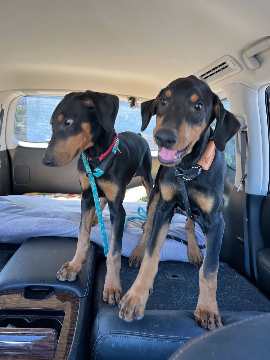 Dobie cuteness overload! Aren't these 2 sweeties absolutely adorable?! The pups were being fostered by Margie until it was time for the duo to find their forever homes w/Lindy at Casa de Love Rescue Pilot Eddie flew the pups from Modesto to Redding, CA. Huge thanks to all! ✈️#PNP
