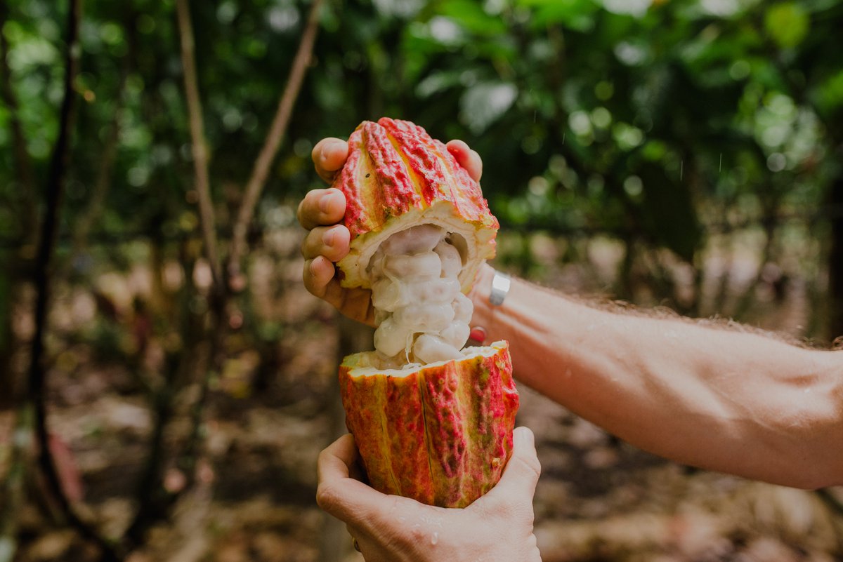 Instituto Arapyaú tweet media