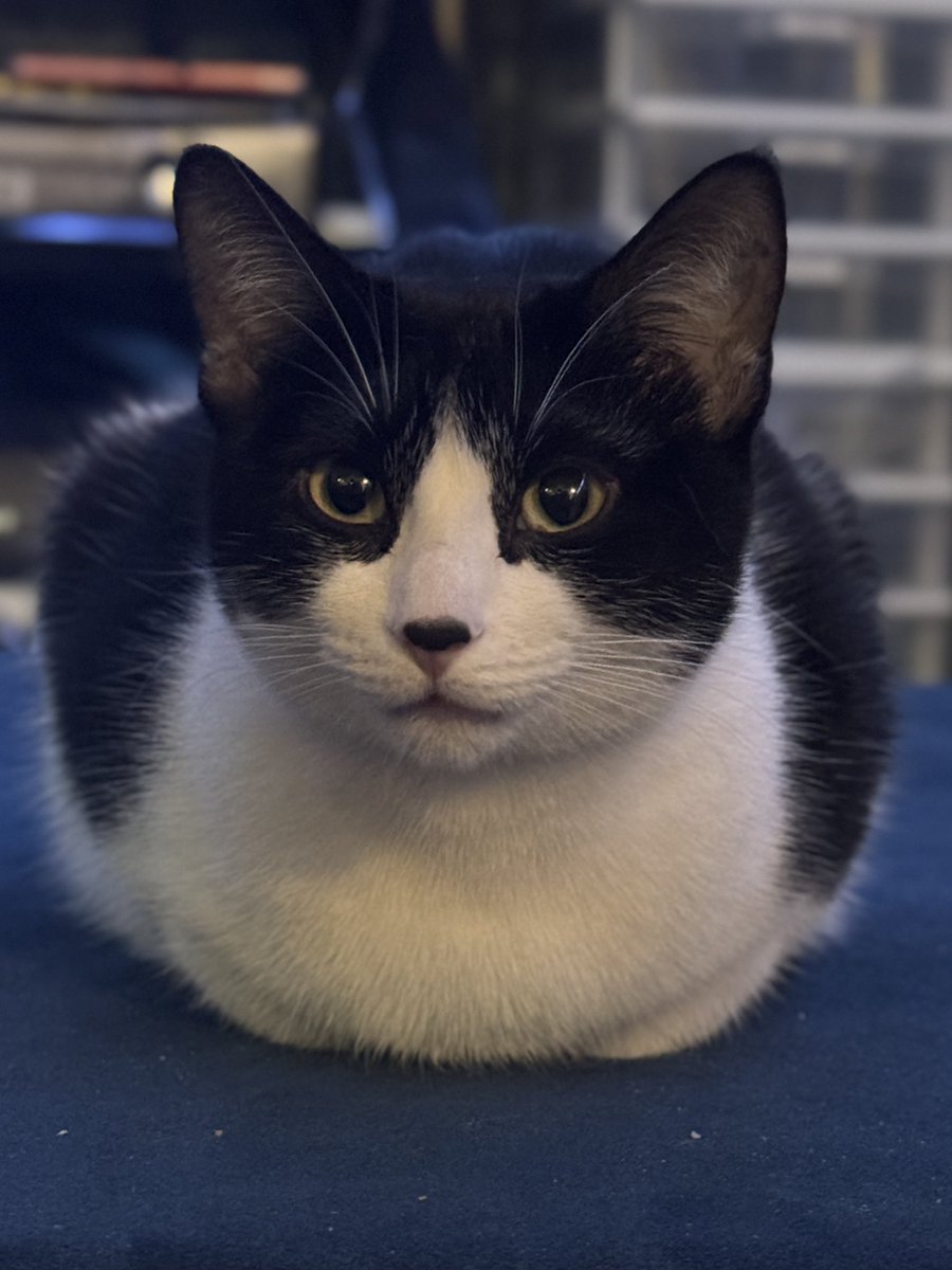 MissShhhh_'s tweet photo. 10/10 loaf 🍞 https://t.co/D40zsli2So