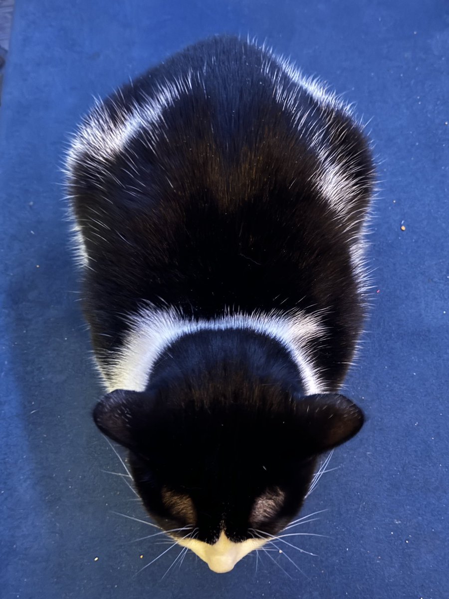 MissShhhh_'s tweet photo. 10/10 loaf 🍞 https://t.co/D40zsli2So