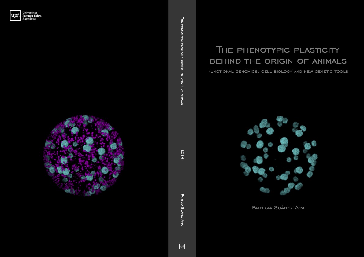 Just 3 weeks away from <a href="/PSuarezAra/">Patricia Suárez Ara</a>'s PhD defense! 🎉 The thesis, featuring an incredible #ichthyosporean image, is as stunning visually as it is rich in science. Thrilled to celebrate another milestone in #ichthyosporeans &amp; #corallochytreans research.  #multicellularity