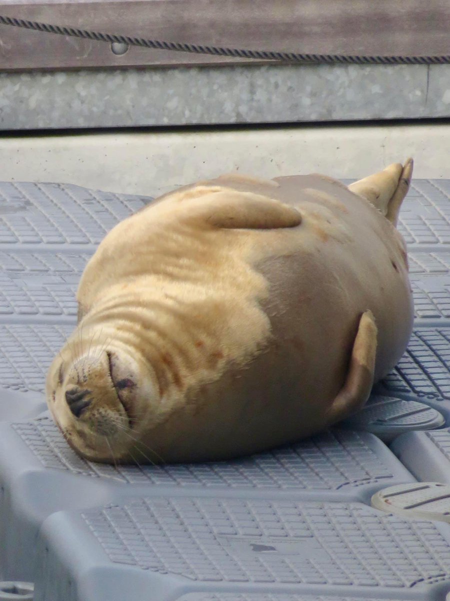 National Seal Day 🦭 
#seal #brixham #seallovers #nationalsealday #wildlife #sealife #torbay #greyseal #localwildlife #southwest #habitat #sealphotography #moulting #nature #sea #wildlifephotography #sealsofinstagram #brixhamharbour
ange21.picfair.com