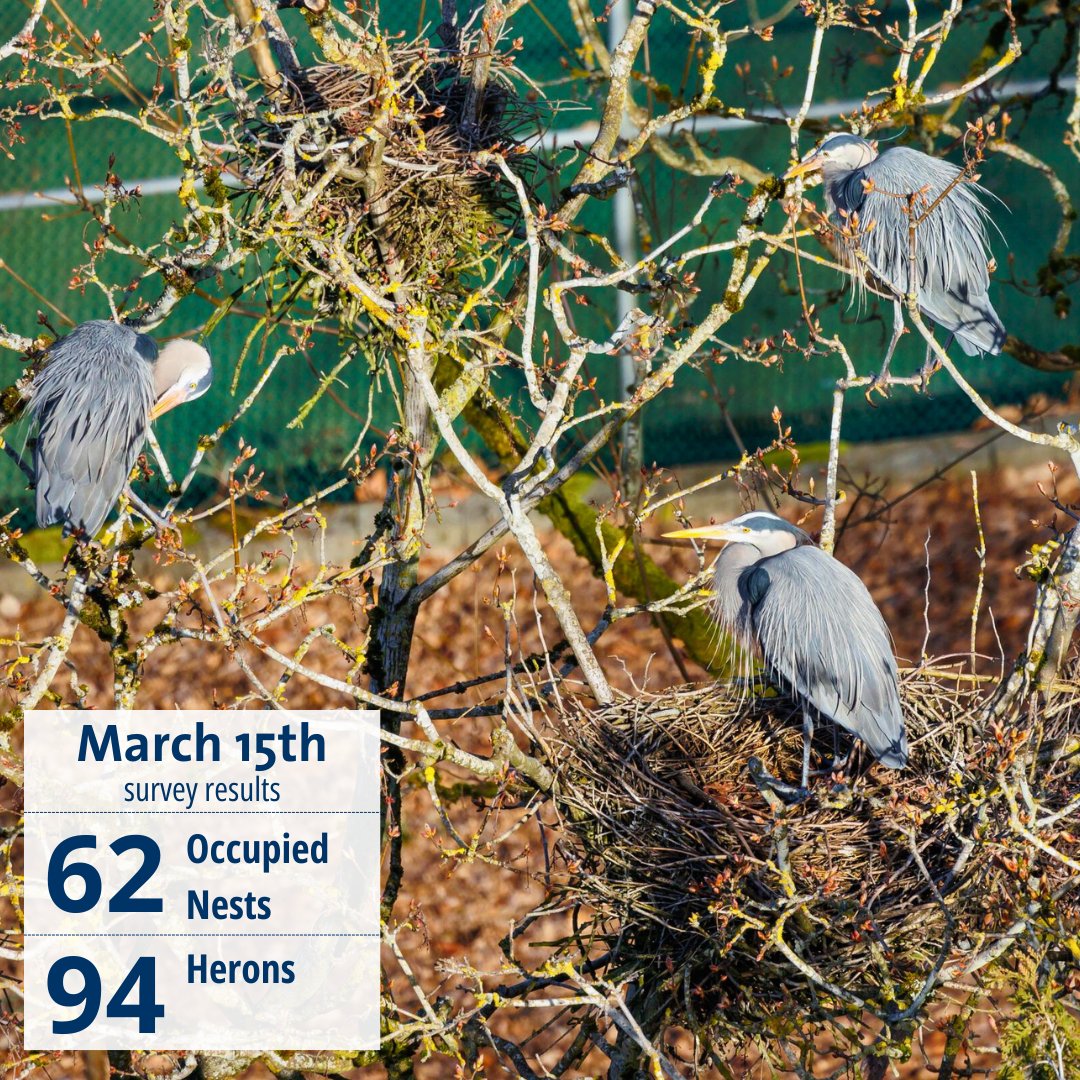 On our 1st survey of the season, we observed 62 occupied nests, & 94 herons in the area. Most of the birds were gathering sticks, BUT there appear to be some early birds: with two nests showing signs of incubation. #GreatBlueHeron #StanleyPark #Vancouver @ParkBoard 📷Frank Lin