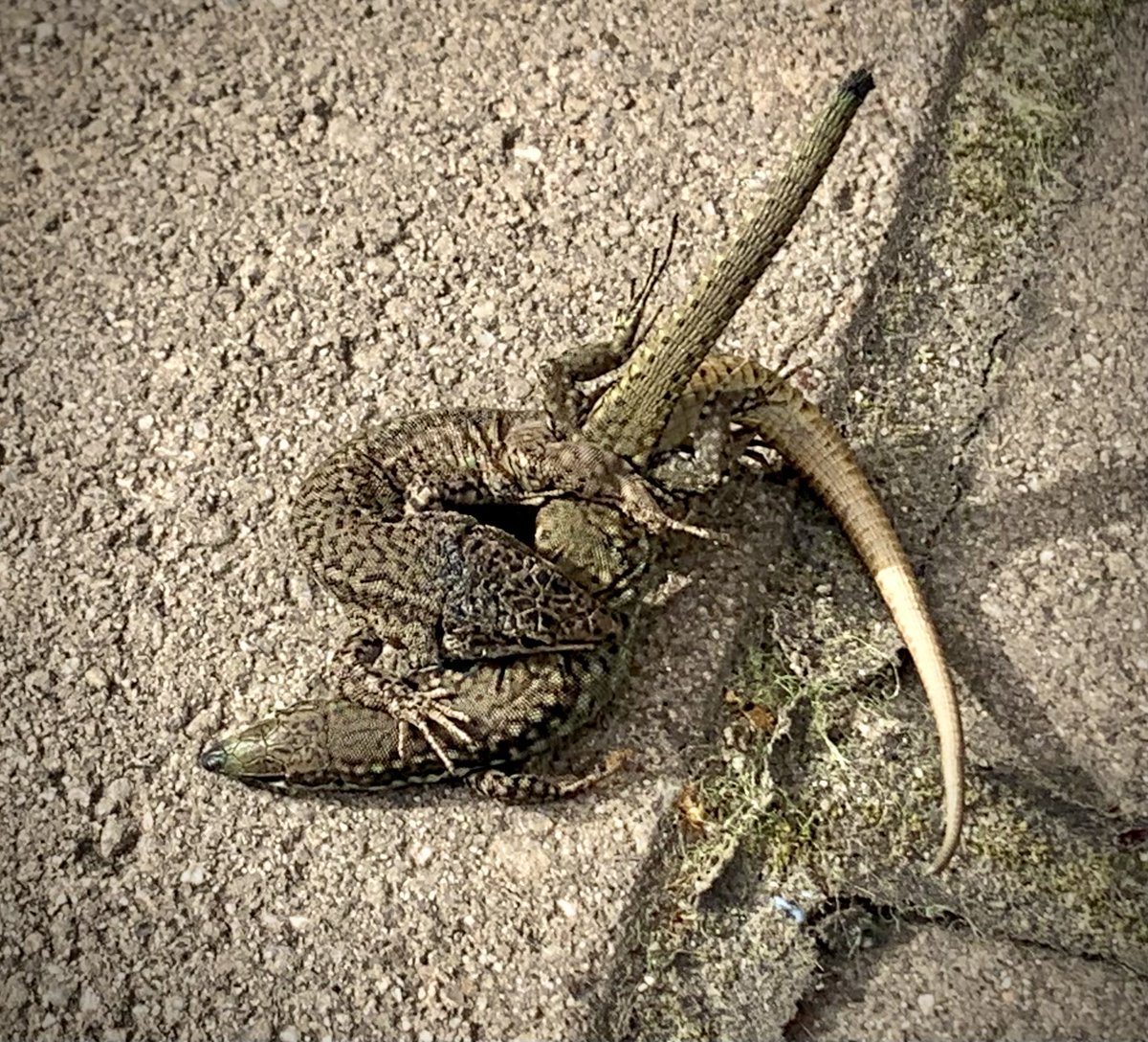 Herpetos, ¿esto es amor o agresión territorial?