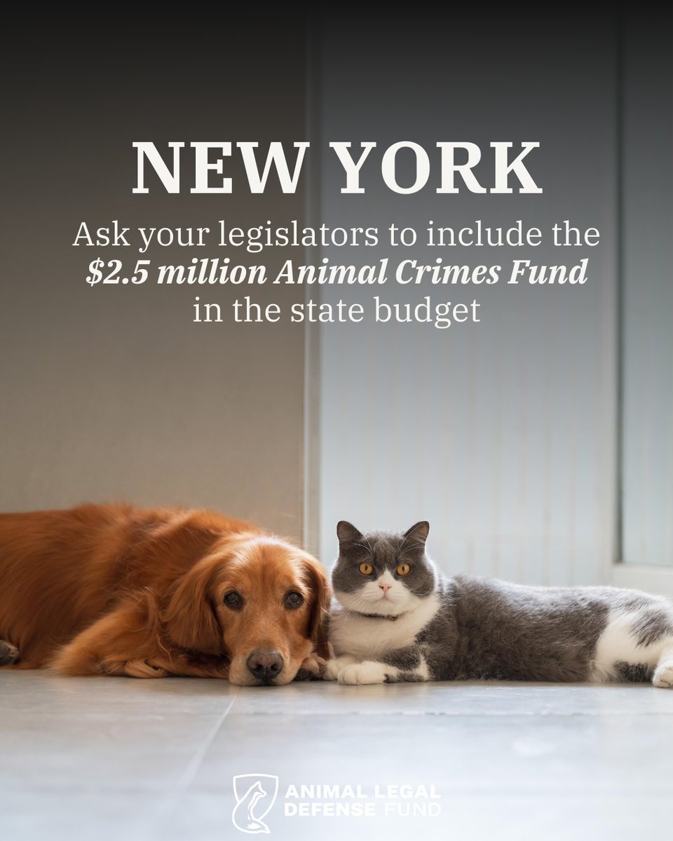 🚨NEW YORK: NY is considering the inclusion of $2.5 M in the state budget for a new Animal Crimes Fund that will help offset the costs that animal shelters cover when caring for animal cruelty victims. Urge your legislator to include this: nysapf.org/advocacy-cente…