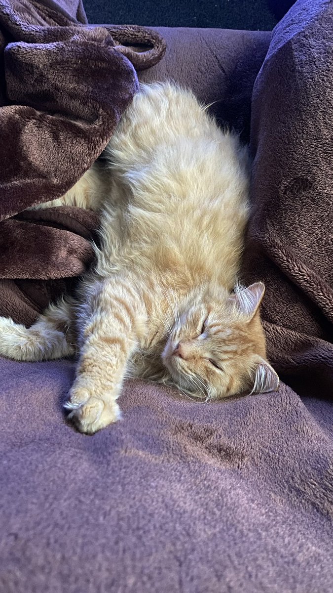 sh4zzzz_'s tweet photo. meow https://t.co/6zdnLRkxas