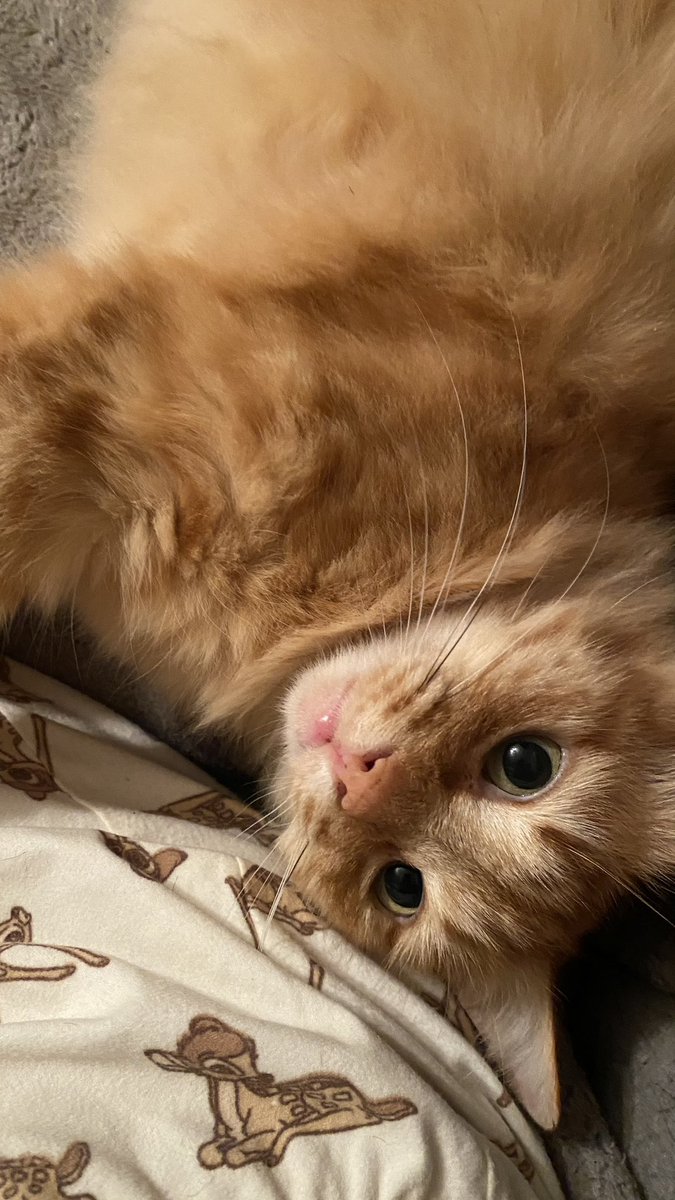 sh4zzzz_'s tweet photo. meow https://t.co/6zdnLRkxas