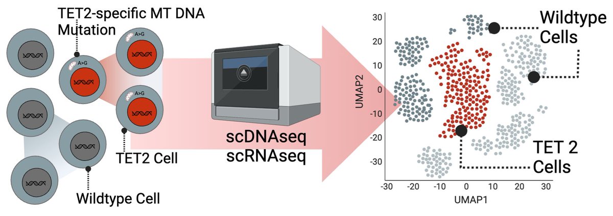 Ever wondered how the two most common CHIP mutations affect gene expression in human PBMCs? Our recently published paper addresses this question using mitochondrial DNA lineage tracing. doi.org/10.1182/blooda…