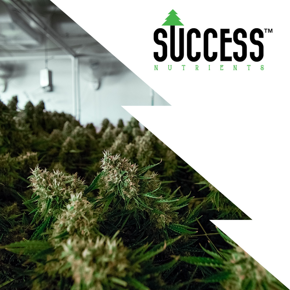 Success Nutrients tweet media