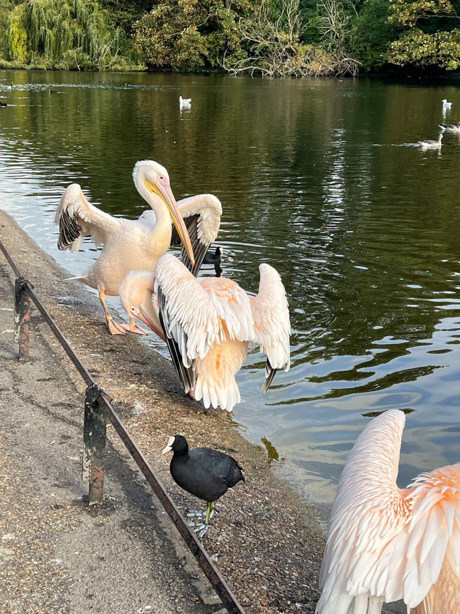 Arlet234232's tweet photo. Get ready to be mesmerized by the majestic pelicans and elegant black swans at St. James’s Park! Nature's beauty at its finest in the heart of London. 🦢🌿 https://t.co/iopn9Dvi4v
