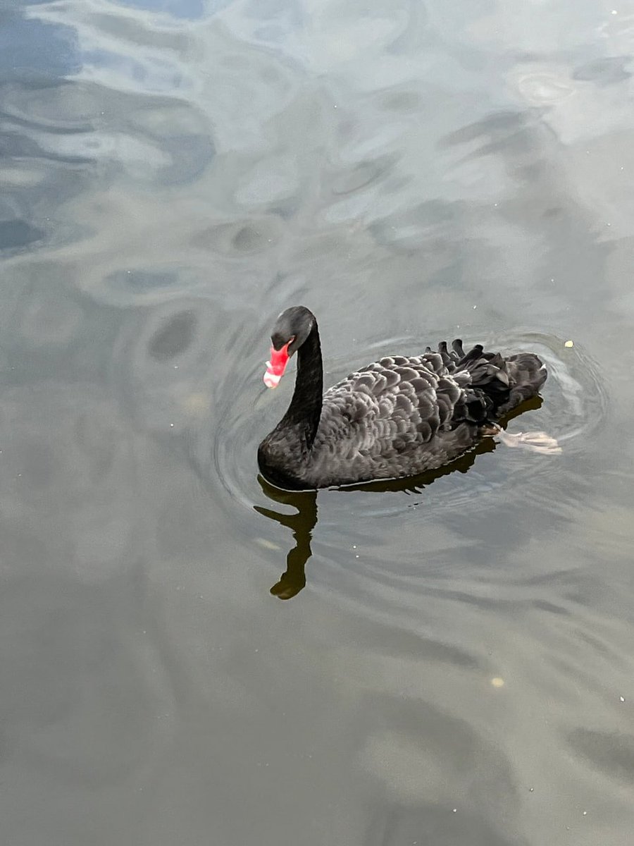 Arlet234232's tweet photo. Get ready to be mesmerized by the majestic pelicans and elegant black swans at St. James’s Park! Nature's beauty at its finest in the heart of London. 🦢🌿 https://t.co/iopn9Dvi4v