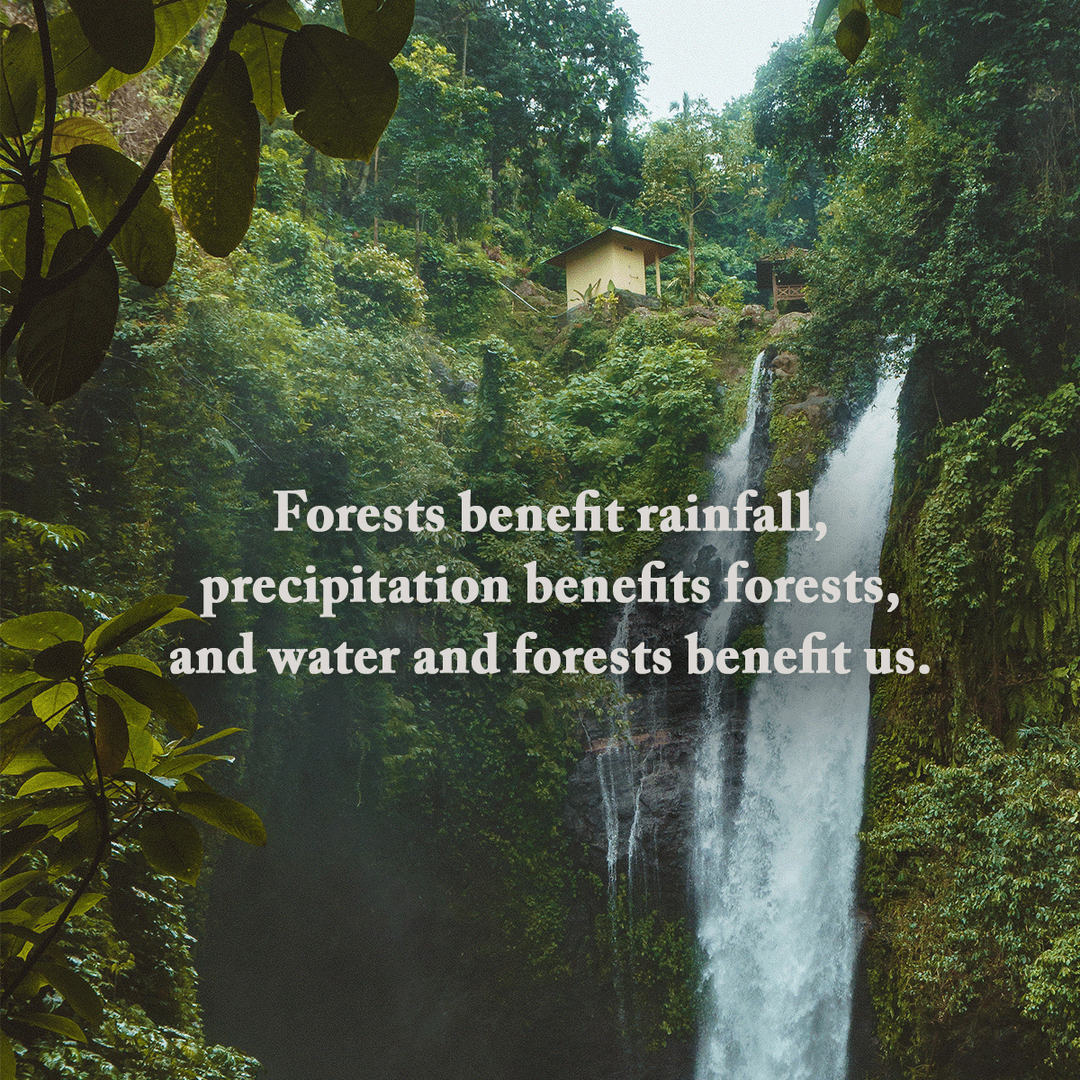 Arbor Day Foundation tweet media