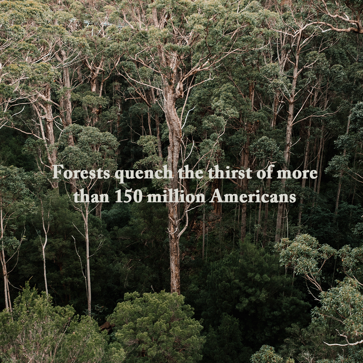 Arbor Day Foundation tweet media